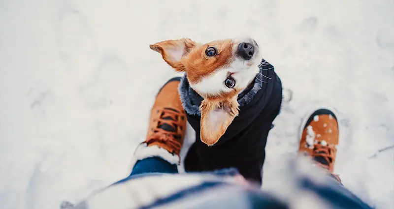 A dog in boots and a coat stands in the snow, showcasing its winter attire against a snowy backdrop.
