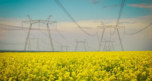 A vibrant field of yellow flowers with power lines stretching across the background under a clear blue sky.