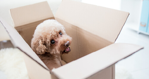 A dog sitting comfortably inside a cardboard box, looking content and relaxed