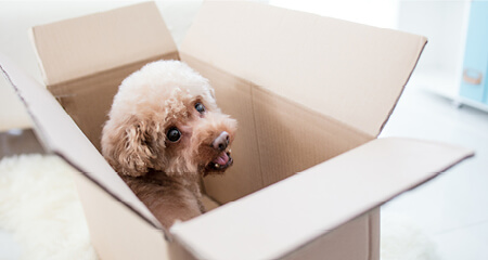 A dog sitting comfortably inside a cardboard box, looking content and relaxed
