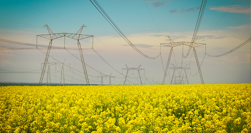Canola field with transmission lines