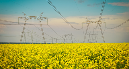 Canola field with transmission lines