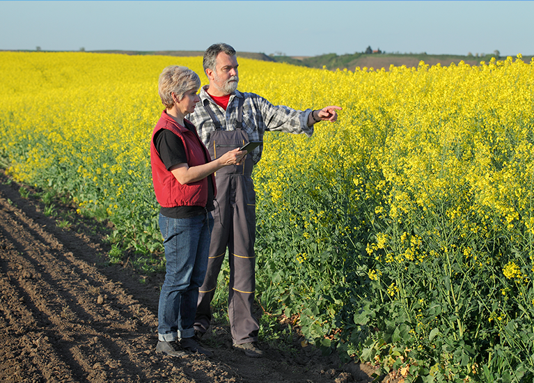 Two canola farmers talking in the field